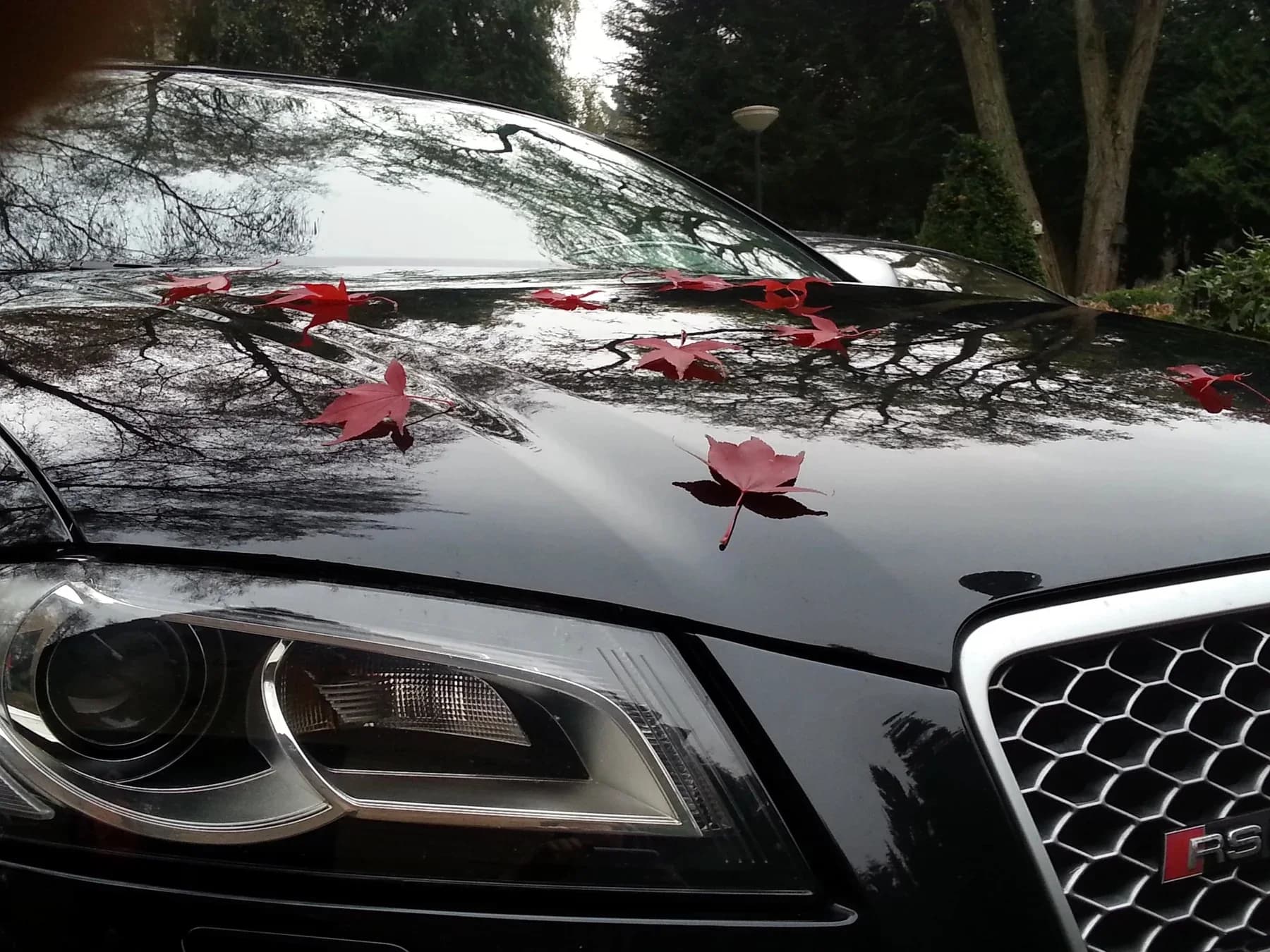 Gereinigde en afgewerkte motorkap met diepe glans.